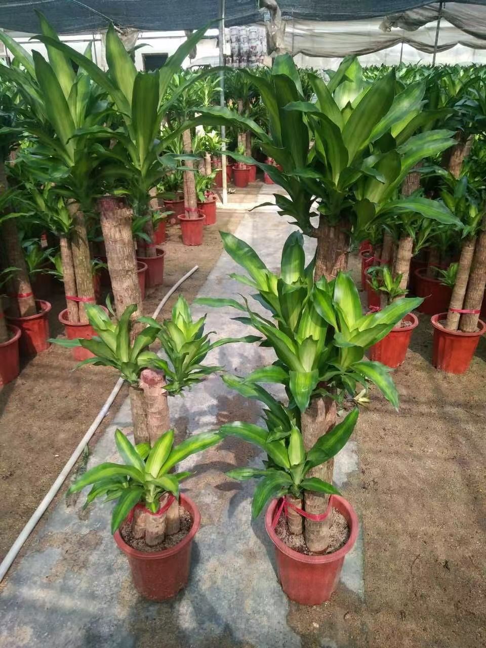 佛山綠植租賃提升生活品質(zhì)